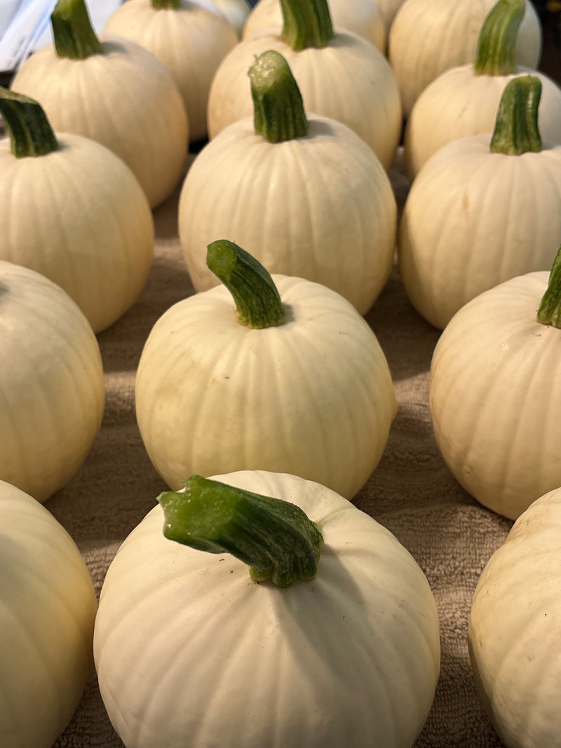 Shiver Pumpkins
