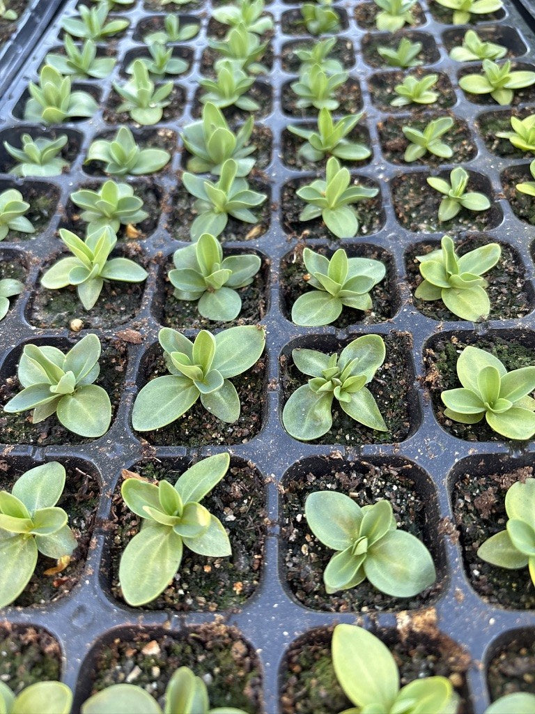 Young green plants growing in seedling trays