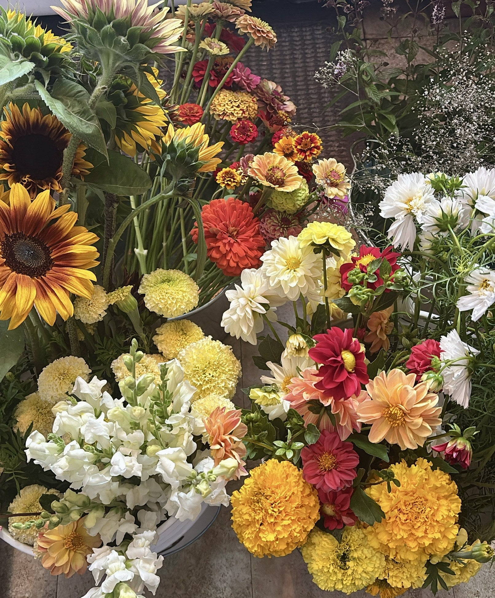 Buckets of colorful sunflowers, dahlias, zinnias, and other cut flowers