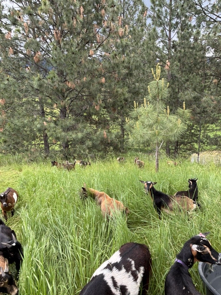 Goat herd grazing in tall green grass among pine trees