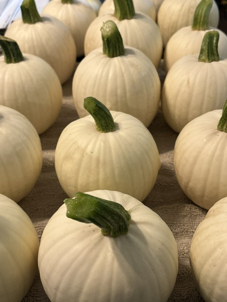 Fresh white pumpkins with green stems