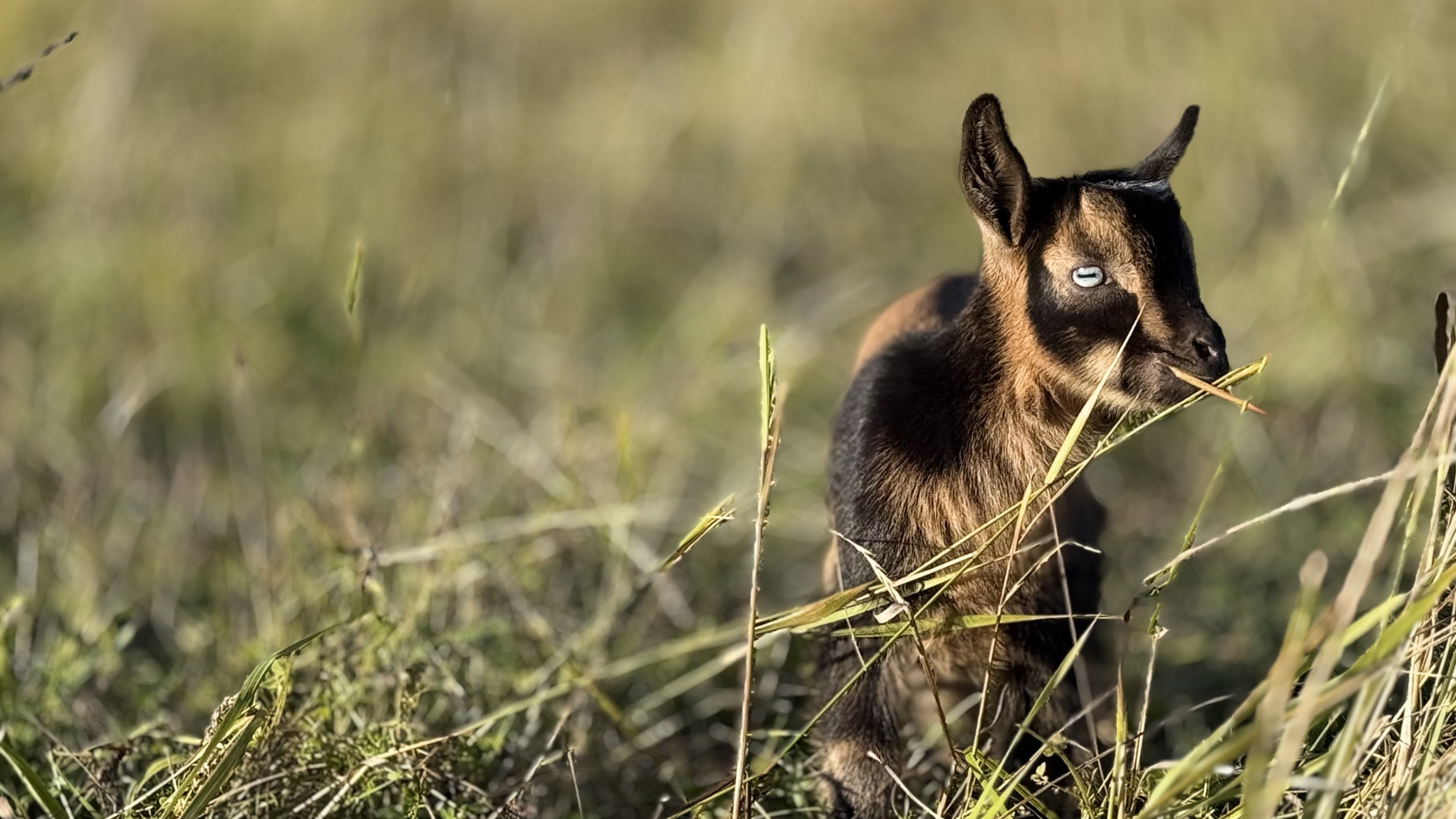 Brown goat with a pale blue eye eating grass