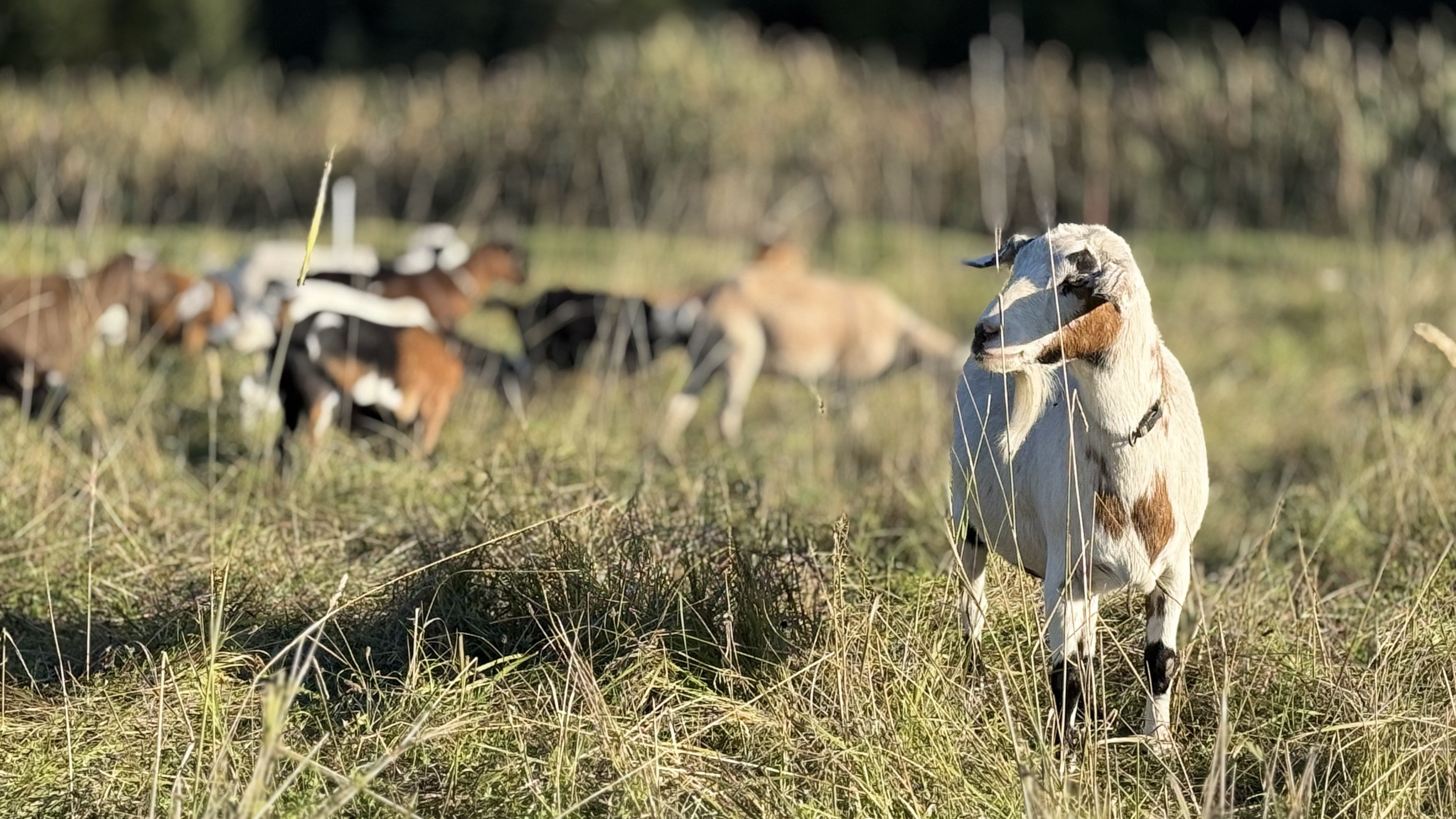 White and brown goat standing in a sunlit field with the herd behind it