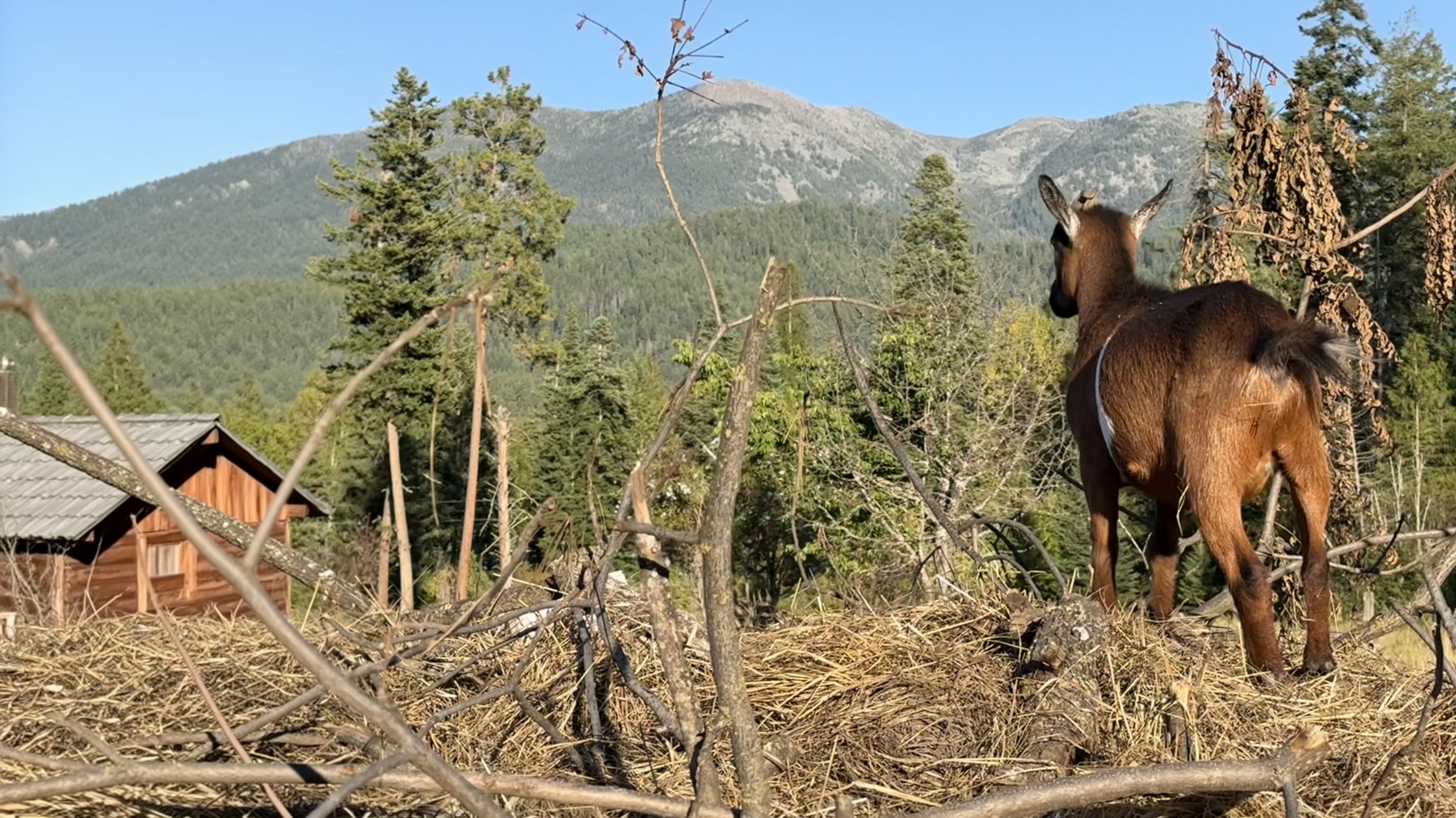 Goat overlooking trees and a mountain ridge beside a wooden building